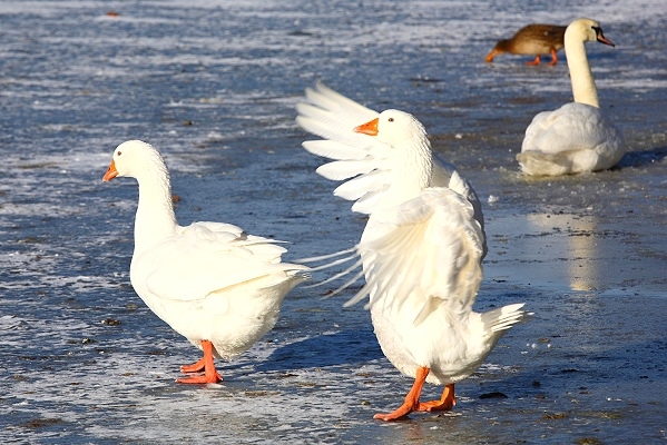 Maschseeimpressionen  017.jpg